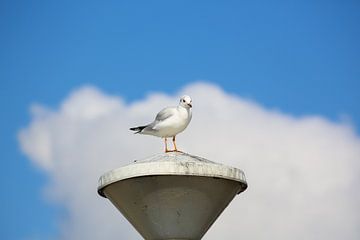 Meeuw op een lantaarnpaal van Fotografie Jeronimo