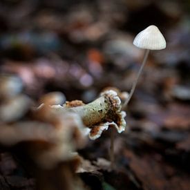 Witte paddenstoel in het bos van Chihong