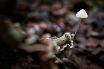 Champignon blanc dans la forêt sur Chihong