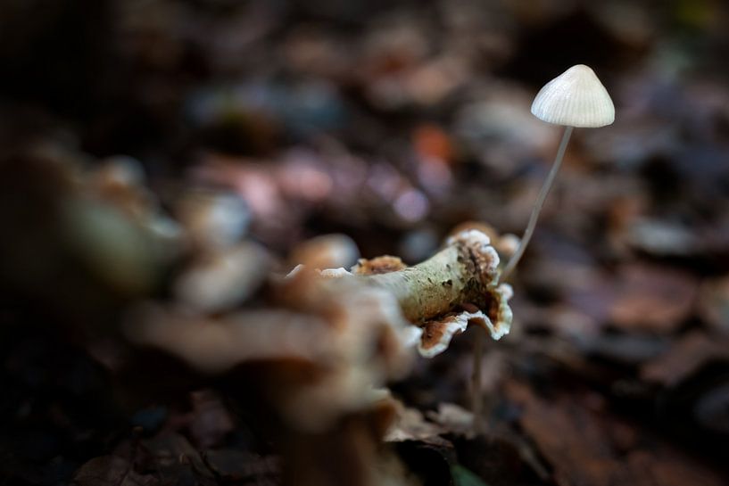 Weißer Pilz im Wald von Chi