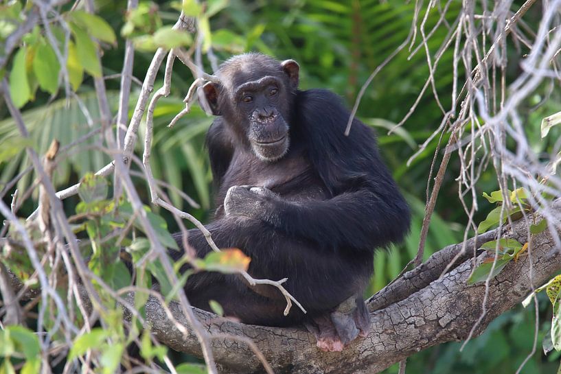 Schimpanse von Petervanderlecq