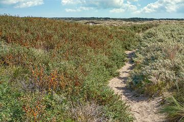 Strandreservaat Noordvoort wandelpad met duindoorn van eric van der eijk