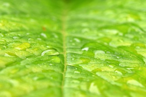 close up of a green leaf