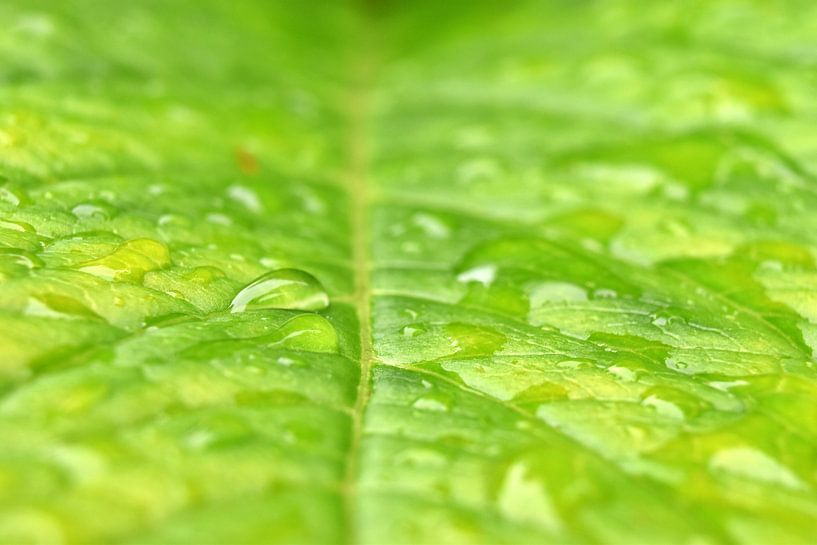 close up of a green leaf by Shutterbalance