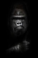 gezicht en krachtige hand in het donker. Portret van een krachtige dominante mannelijke gorilla (fys