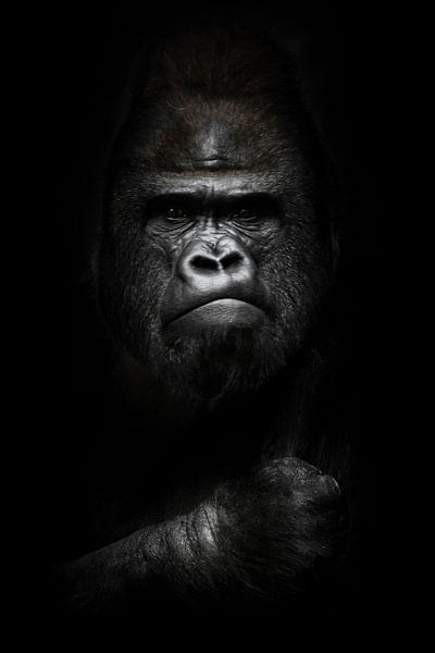 visage et main puissante dans l'obscurité. Portrait d'un gorille mâle dominant puissant (physionomie par Michael Semenov
