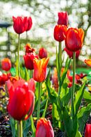 Bouquet de tulipes