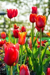 Bos tulpen