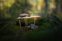 paddenstoelen