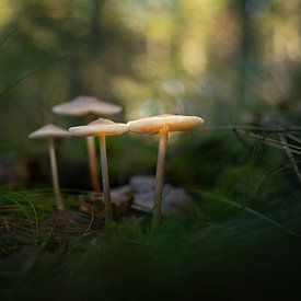 paddenstoelen van By Angela