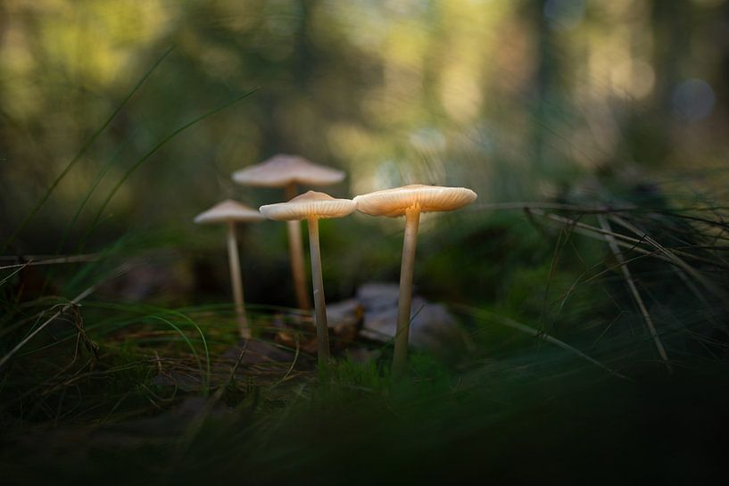 paddenstoelen van By Angela