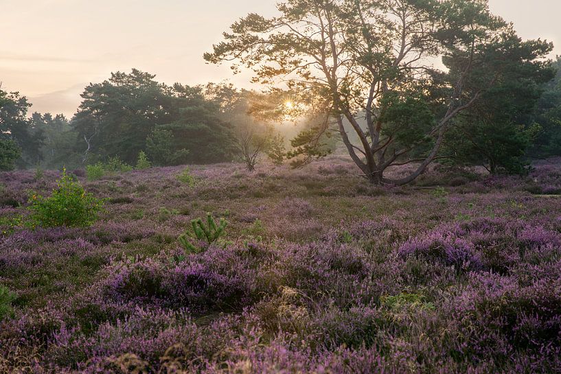 Mechelse Heide van Veerle Beeckmans