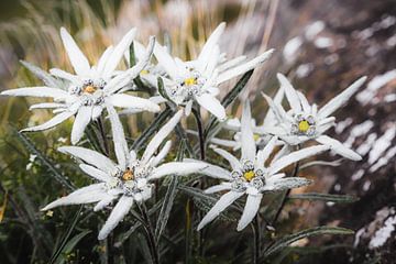 Edelweiss van Coen Weesjes