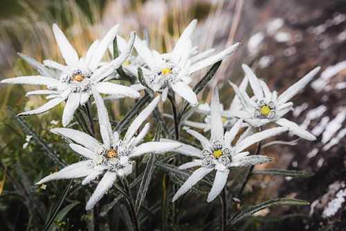 Edelweiss