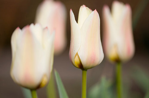 Tulip