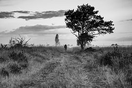 Kalmhoutse Heide S/W