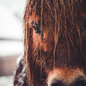 Bruin paard in de winter van Floor Schreurs