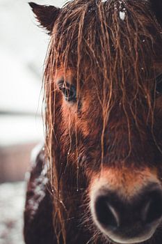 Bruin paard in de winter