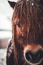 Bruin paard in de winter van Floor Schreurs thumbnail