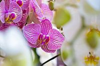 Orchidée cachée