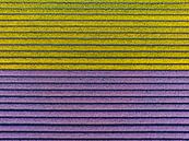 Tulips in yellow and purple in agricultural fields during springtime by Sjoerd van der Wal Photography thumbnail
