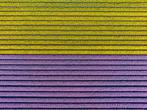 Tulpen in Gelb und Violett auf landwirtschaftlichen Feldern im Frühling