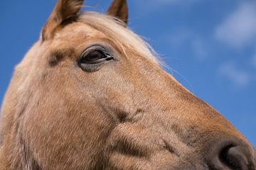 Hoofd van een trots omhoogkijkend kastanjekleurig paard van Henk Vrieselaar