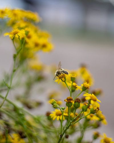 Zomerbloemen | Nederland | augustus | foto van de natuur