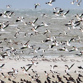 Shelducks in flight by Anja Brouwer Fotografie