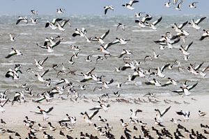 Shelducks in flight