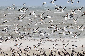 Brandgänse im Flug von Anja Brouwer Fotografie