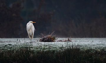 Egret along the bank ( in winter ) by Chihong