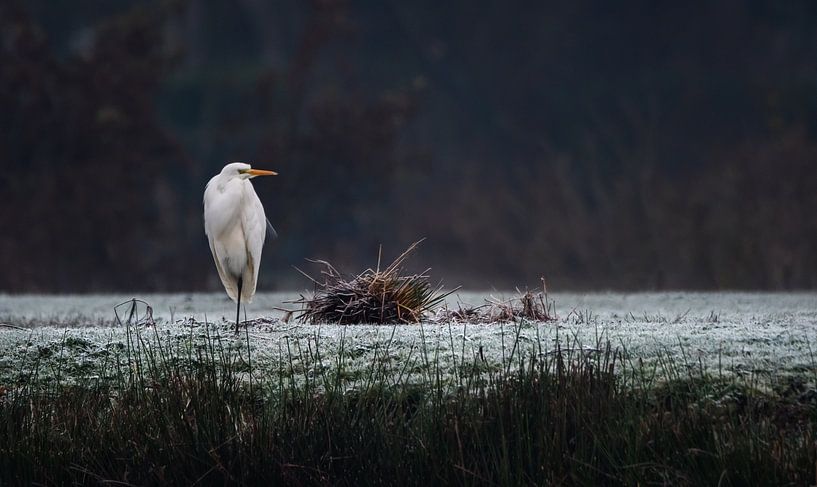 Zilverreiger langs de oever ( in de winter ) van Chi