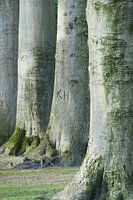 Arbres / arbre et tronc d'arbre avec des lettres KH et mousse en vert