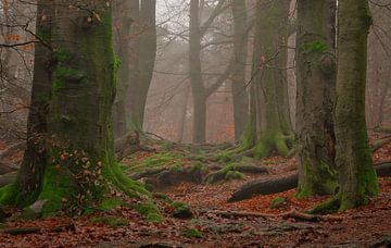 Herbstwald auf der Posbank von René Jonkhout