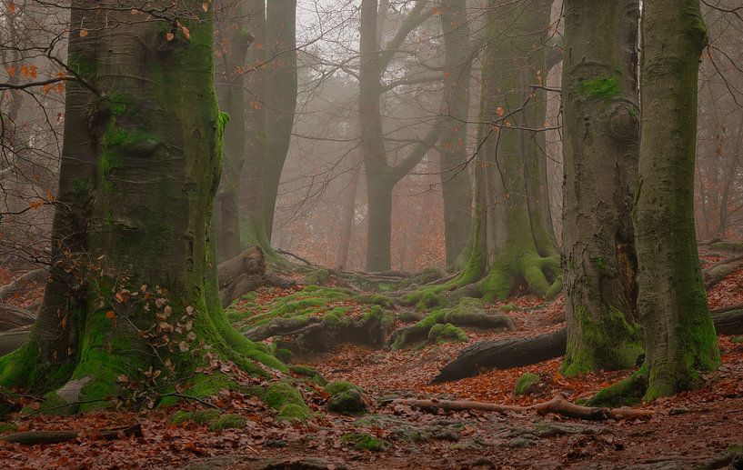 Autumn forest on the Posbank by René Jonkhout