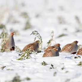 in the rape... Partridge *Perdix perdix*, partridge chain resting on a snow-covered field by wunderbare Erde