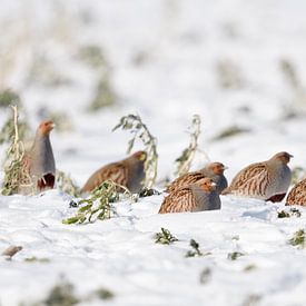 in de verkrachting... Patrijs *Perdix perdix*, patrijzenketting rustend op een besneeuwd veld van wunderbare Erde