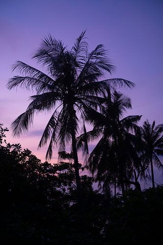 palm tree silhouette