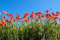 Red Poppys