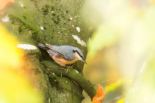 Boomklever in een boom