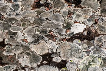 Abstracte kunst van de natuur, pure rotstekening in mos