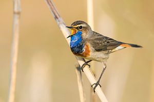 Zingende Blauwborst, Cyanecula svecica van Beschermingswerk voor aan uw muur