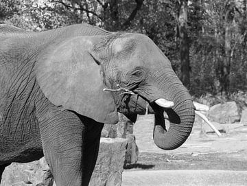 Eléphant en noir et blanc sur Jose Lok