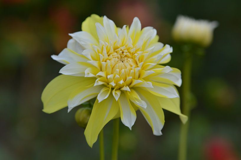 Geel/witte Dalia van Ima Rhebok