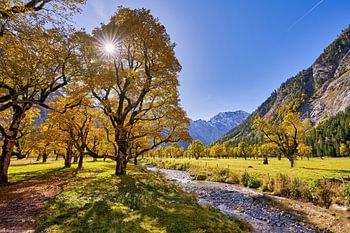 Grand dos en érable