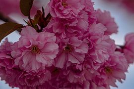 Kirschblüten von Johnny Flash