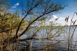 Biesboschbaum über dem Fluss von Carin IJpelaar