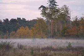 Vorland mit Nebel auf Gras und Heide in Dänemark, vor Dünen. Mystische Stimmung