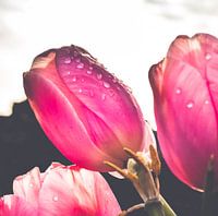 Pink tulips with water drops